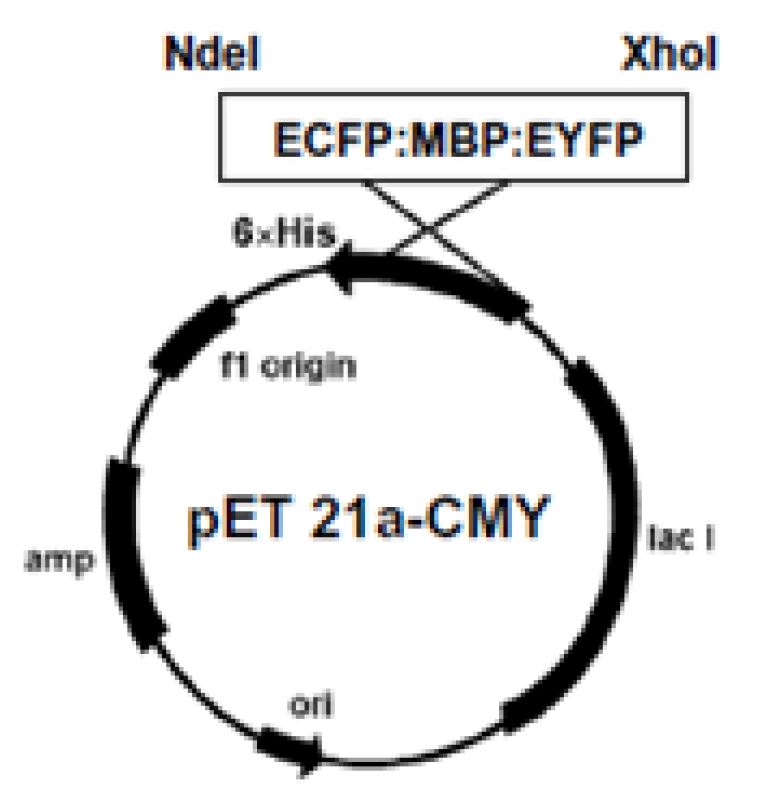 Fig. 70. ECFP: MBP: EYFP vector