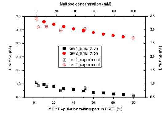 Fig. 71. Simulated and experimented ECFP lifetime components in relation to the maltose concentrations.