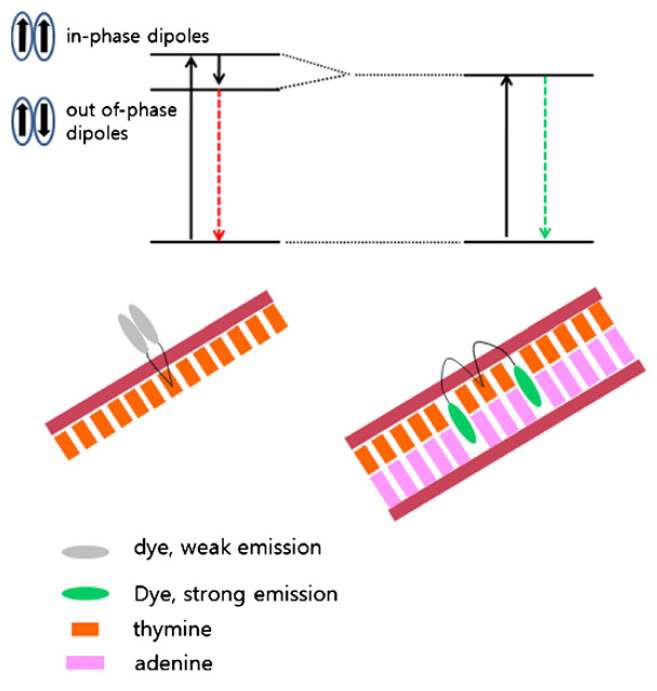 Fig. 72. Schematic diagram of the energy level and fluorophore conformation of the probe before and after hybridization with target