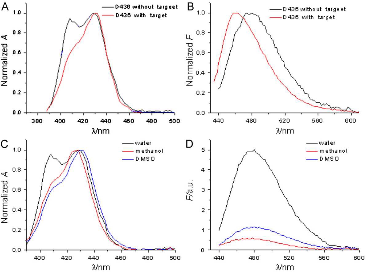 Fig. 74. (A) Absorption spectra of the fluorophore in D436 in water; the probe without targe (black), with targe(red) (B) Fluorescence spectra of the fluorophore in D436 in water; the probe without target (black), with target (red) (C) Absorption spectra of the fluorophore in D436 in water (black), metanol 91% (red) and DMSO 94% (blue) (D) Fluorescence spectra of the fluorophore in D436 in water (black), methanol 91% (red) and DMSO 94% (blue).