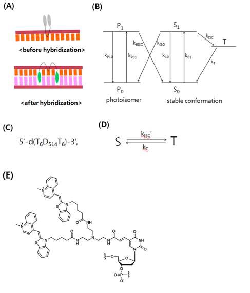 Fig. 79. (A) Schematic representation of a dye conformation of the probe, D514,before and after hybridization with target. (B) S0,S1,andT1 denote the ground singlet, first excited singlet, and triplet states, respectively, of the thermodynamically stable conformation of the dye. P0 and P1 are the ground singlet and first excited singlet states of photoisomer. (C) Schematic representation of base sequence and the dimeric fluorophore, D514,of the probe. (D) Two energy states model. (E) Chemical structure of D514