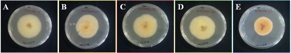 Fig. 2. Effect of LED lights on growth of B. cinerea on PDA medium after 8 days of incubation in 2000 lux condition. Respective LED lights treated with dark condition (A) as control and broad-spectrum-white (B), red (C), green (D), and blue (E) lights.