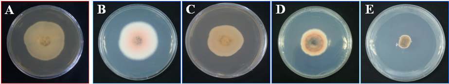 Fig. 3. Effect of blue light on growth of B. cinerea on PDA medium after 7 days of incubation in the dark condition (A) as control and blue light conditions of 1000 lux (B), 2000 lux (C), 3000 lux (D), and 4000 lux (E), respectively.