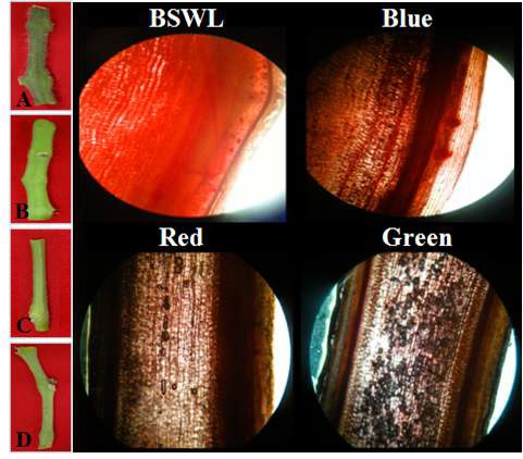 Fig. 10. Analysis of vascular cambium in the stem of ‘Toy’ tomato seedlings treated with respective 4 LED lights including broad-spectrum-white LED (BSWL, A), blue (B), Red (C), and green (D).