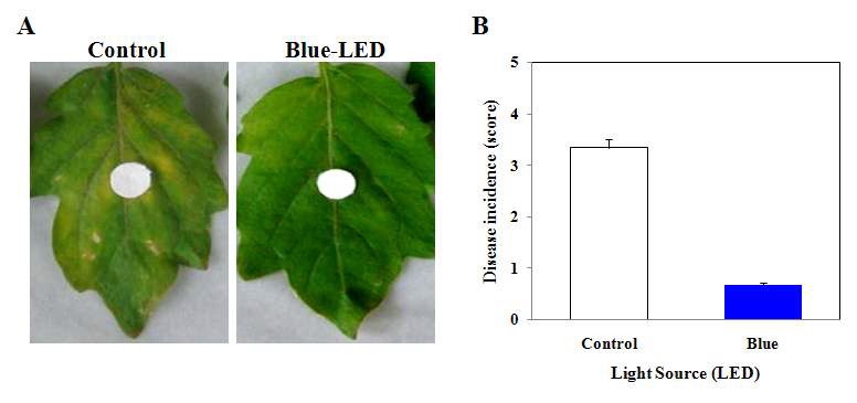 Fig. 11. In vivo brown lesion development by B. cinerea in ‘Toy’ tomato plants under different LED treatment.