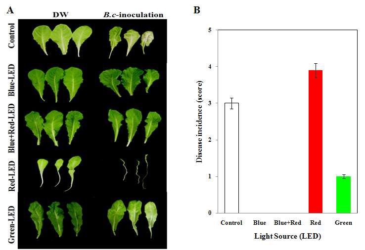 Fig. 13. In vivo brown lesion development by B. cinerea in blue-lettuce plants under different LED treatment. A, Blue-lettuce seedlings were inoculated with distilled water or spore suspension of B. cinerea (Bc-inoculation) spores and kept under broad-spectrum-white LED (control), blue LED, blue+red LED, red LED, and green LED lights for 7 days. B, Incidence of disease was quantitatively assessed by the following indices, 0, no symptoms, 1, 1-12% lesion, 2, 13-25%, 3, 26-50%, and 4, 51-100%.