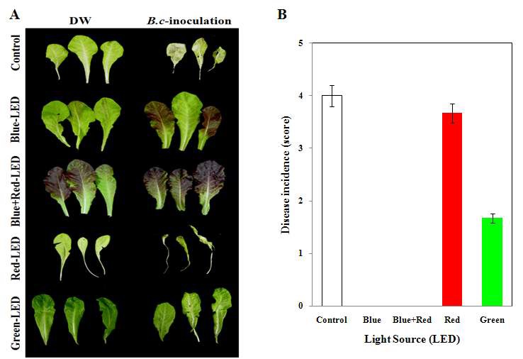 Fig. 14. In vivo brown lesion development by B. cinerea in red-lettuce plants under different LED treatment. A, Red-lettuce seedlings were inoculated with distilled water or spore suspension of B. cinerea (Bc-inoculation) spores and kept under broad-spectrum-white LED (control), blue LED, blue+red LED, red LED, and green LED lights for 7 days. B, Incidence of disease was quantitatively assessed by the following indices, 0, no symptoms, 1, 1-12% lesion, 2, 13-25%, 3, 26-50%, and 4, 51-100%.