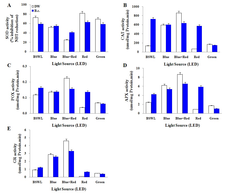Fig. 22. The activities for antioxidant enzymes in shoots of blue-lettuce under different LED treatment.