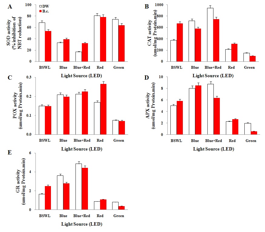 Fig. 23. The activities for antioxidant enzymes in shoots of red-lettuce under different LED treatment.