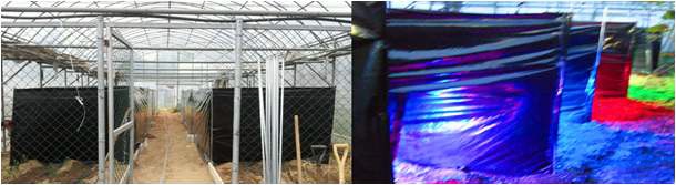 Fig. 24. The experiment area for phytopathogen test in a greenhouse.