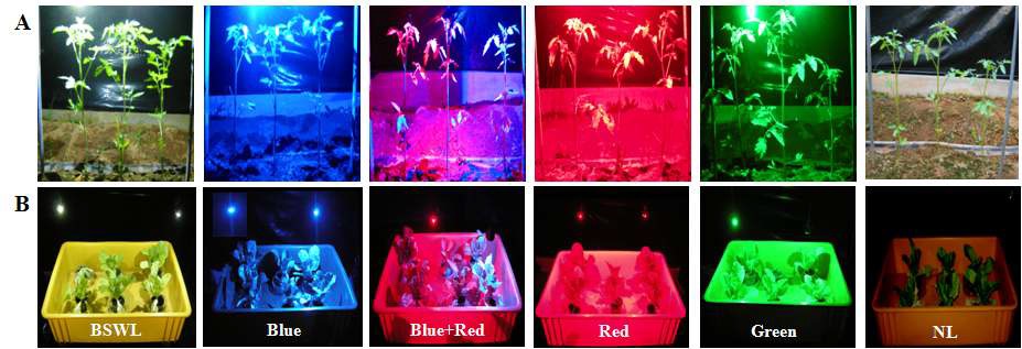 Fig. 25. The phytopathogen treatment in tomato (A) and lettuce (B) plants under broad-spectrum-white LED (BSWL), blue LED, blue+red LED, red LED, green LED lights or natural light (NL, control)