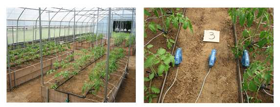 세가지 다른 토양에 재배한 토마토(왼쪽)와 설치된 Sentek 수분센서와 점적호스 모습(오른쪽).