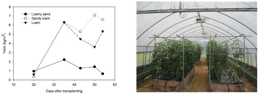 시간이 지남에 따른 토성별의 토마토의 수확량 변화(왼쪽)와 생육 토마토의 모습(오른쪽).