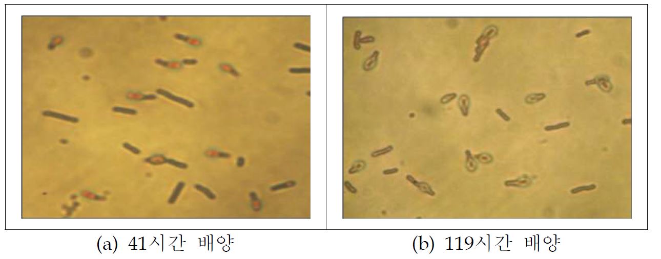 배양시간별 spore 생성능 (65℃, sporulation media)