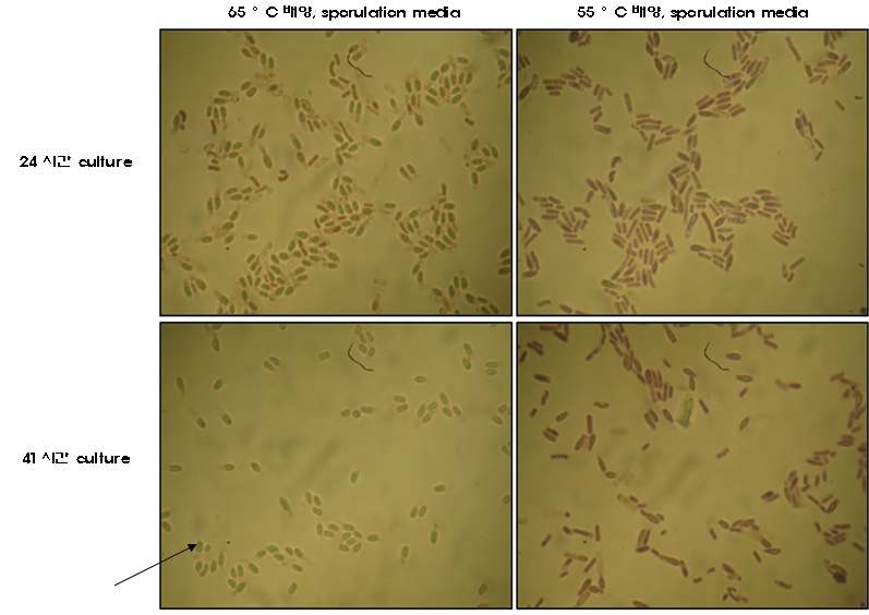 발효조를 이용한 endospore의 생성