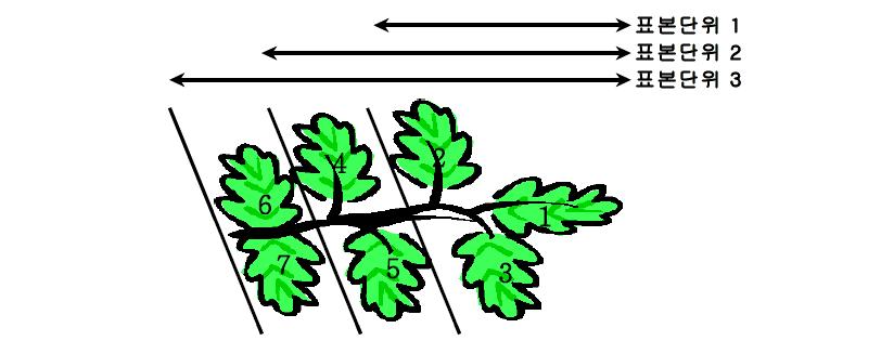 표본추출단위를 선정하기 위한 방울토마토 복엽 뒷면의 모식도 (7개의 단엽으로 이루어진 복엽기준).