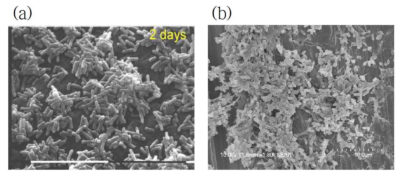 Fig. 3. 스테인레스 스틸에 형성된 식중독균의 바이오필름