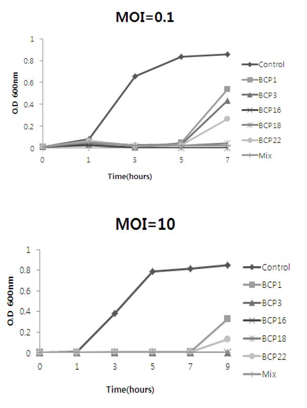 Fig. 42. Spectrophotometer을 이용한 박테리오파지에 의한 B. cereus의 생육저해 효과(O.D 600nm) LBC broth에 B. cereus와 박테리오파지를 MOI별로 접종하여 1, 3, 5, 7시간 37℃ shaking incubation하면서 Spectrophotometer으로 O.D 측정하였다.