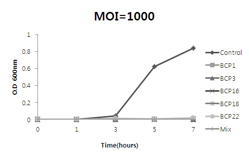 Fig. 42. Spectrophotometer을 이용한 박테리오파지에 의한 B. cereus의 생육저해 효과(O.D 600nm) LBC broth에 B. cereus와 박테리오파지를 MOI별로 접종하여 1, 3, 5, 7시간 37℃ shaking incubation하면서 Spectrophotometer으로 O.D 측정하였다.