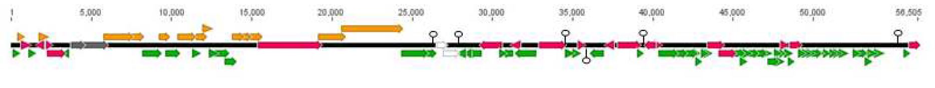 Fig. 45. Genomic sequence map of temperate phage 250(GeneBank accession number Ω: rho-independent terminatorGU229986) Yellow: Morphogenesis, Pink: Replication, regulation, metabolism, White: cell lysis, Gray: DNA packaging, Green: hypothetical or conserved protein