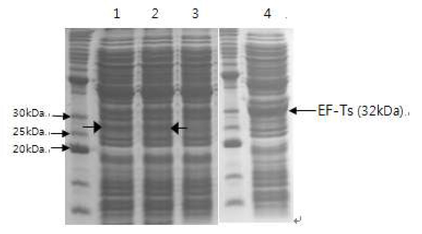 Fig. 48. In vitrotranslation of pLYS250 for endolysin expression