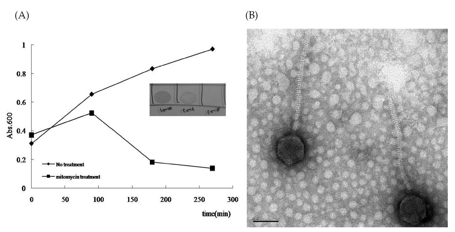Fig. 49. (A) Mitomycin C prophage induction curves for emetic B. cereus 250 and (B) Electron micrograph of temperate phage 250