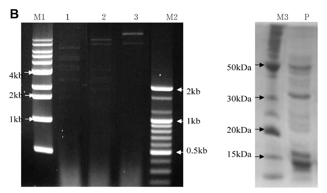 Fig. 50. Patterns of restriction digestions and structural proteins