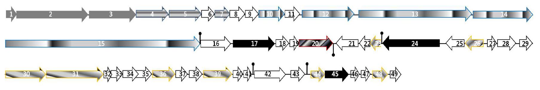 Fig. 51. Genomic sequence map of temperate phage 11143(GeneBank accession number GU233956) Yellow: Morphogenesis, Pink: Replication, regulation, metabolism, White: cell lysis, Gray: DNA packaging, Green: hypothetical or conserved protein Ω: rho-independent terminator