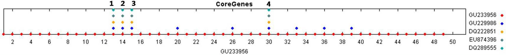 Fig. 52. Proteomic comparisons of Bacillus phage 11143 and other Bacillus phages using CoreGenes (GU233956: Bacillus phage 11143;GU229986: Bacillus phage 250; DQ222851: Bacillus phage Cherry; EU874396: Bacillus phage IEBH; DQ289555: Bacillus phage Wbeta). 1: Tape measure protein; 2: tail component protein; 3: minor structural protein; 4: DNA replication protein.