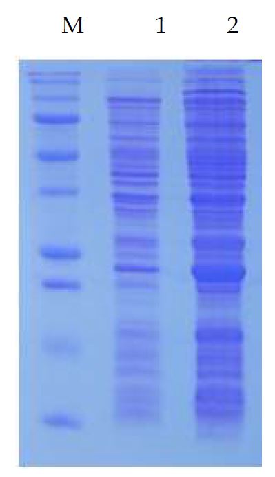 Fig. 53. Expression of endolysin from pEXP11143HYD in E.coliBL21(DE3)pLysS Lane 1: No IPTG, Lane 2: sonicated cell suspension