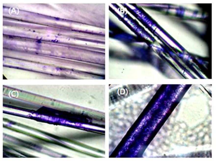 Fig. 62. Glass wool에 biofilm-formed cell형성한 B. cereus을 광학현미경 관찰(×1000)(A)접종 후 3시간, (B)(C)접종 후 18시간, (C)접종 후 24시간