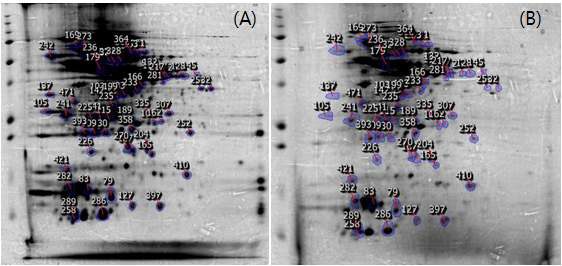 Fig. 64. (A)vegetative cell과 (B) biofilm 형성 cell의 단백질 비교