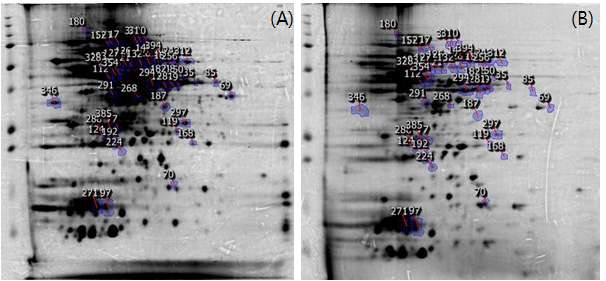 Fig. 65. (A)vegetative cell과 (B) planktonic cell의 단백질 비교