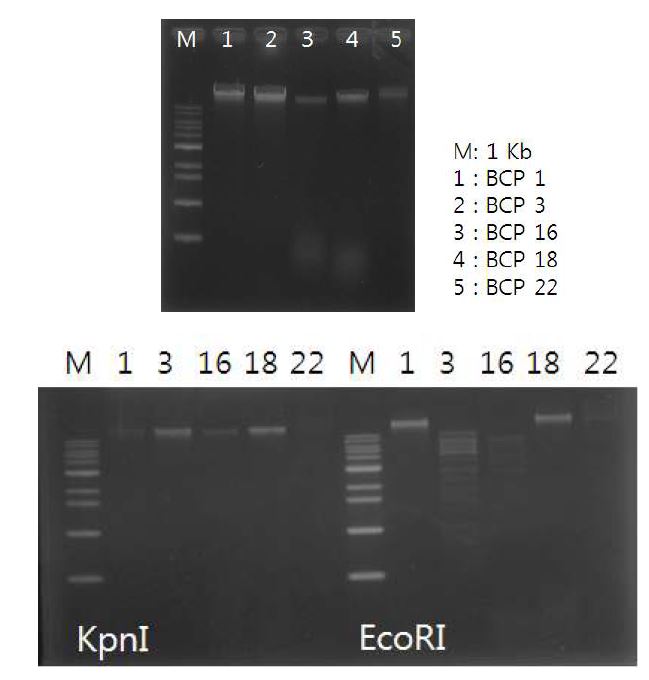 Fig. 68. 제한효소 KpnⅠ, EcoRⅠ, HindⅢ, EcoRⅤ을 박테리오파지의 DNA으로 절단