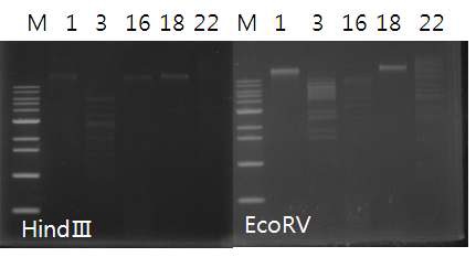 Fig. 68. 제한효소 KpnⅠ, EcoRⅠ, HindⅢ, EcoRⅤ을 박테리오파지의 DNA으로 절단