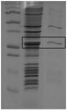 Fig. 69. Bacillus phage 250의 endolysin을 pEXP5-CT/TOPO에 삽입하고 발현된 endolysin을 Ni-NTA kit를 이용해 분리한 후 SDS-PAGE 분석 Lane 1: whole cell lysate, Lane 2: Eluent