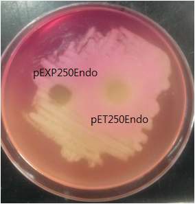 Fig. 70. 발현된 endolysin의 B. cereus의 생육 억제