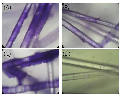 Fig. 72. 광학 현미경을 통한 박테리오파지에 의해 Glass wool에 부착된 biofilm-formed cell 제어효과