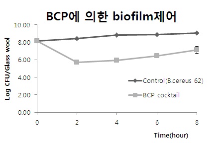 Fig. 73. 박테리오파지에 의해 Glass wool에 부착된 biofilm-formed cell 제어효과