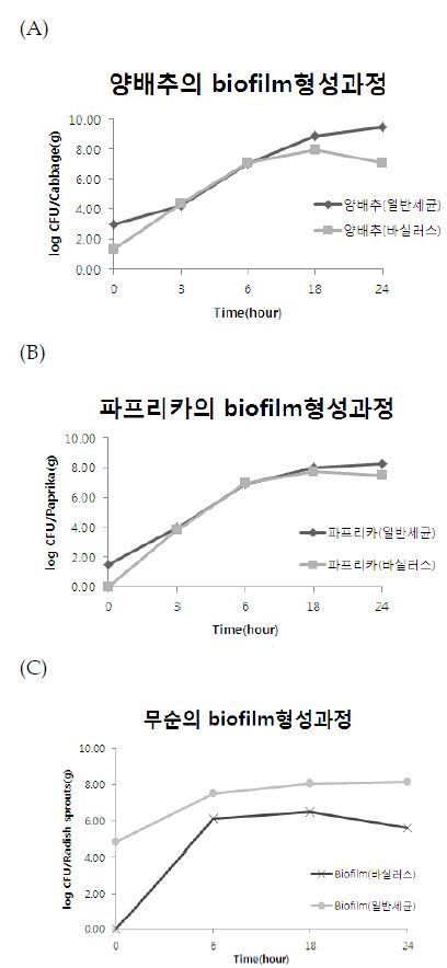 Fig. 76. 신선농식품에 부착된 B. cereus 형성확인