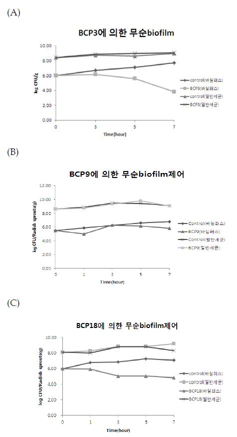 Fig. 77. 박테리오파지에 의해 무순에 부착된 biofilm-formed cell 제어효과