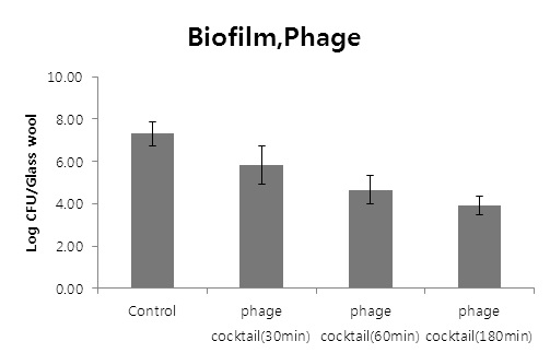 Fig. 87. 박테리오파지 혼합에 의해 Glass wool에 부착된 biofilm-formed cell 제어효과