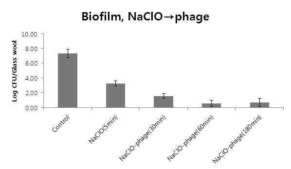 Fig. 89. NaClO처리 후 박테리오파지처리에 의해 Glass wool에 부착된 biofilm-formed cell 제어효과