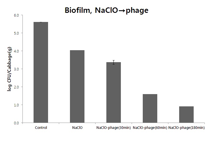 Fig. 93. NaClO, 박테리오파지처리 순에 의해 양배추에 부착된 biofilm-formed cell 제어효과
