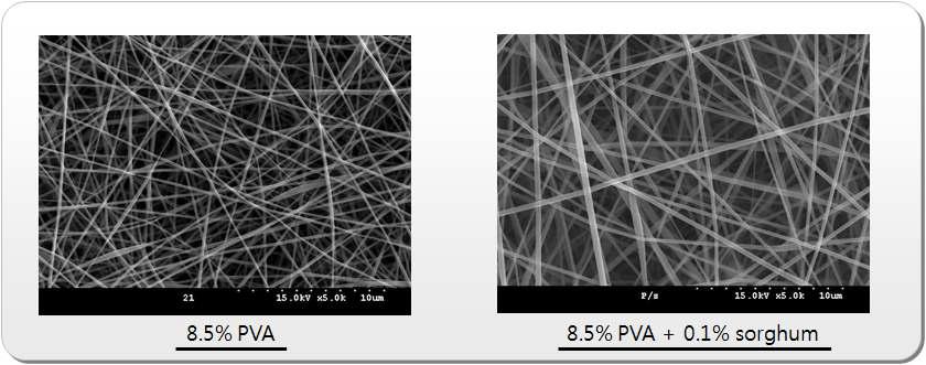 전기방사에 의해 제조된 PVA-황금찰수수 추출물 나노섬유구조체의 전자현미경 사진.