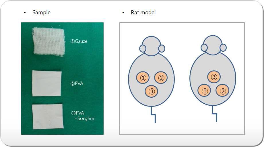 Rat에 적용한 창상피복재 동물실험 방법.