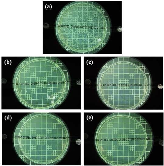Anti-bacterial ability test with Klebsiella pneumoniae (a) blank and electrospun zein nanofibers containing (b) 0 wt.%, (c) 5 wt.%, (d) 10 wt.% and (e) 20 wt.% sorghum extract (after 4 days).
