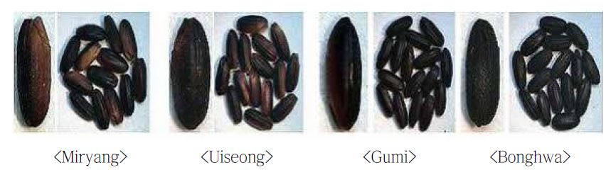 Fig 5. Seed color variation of pigmented rice variety Josaengheugchal grown at 4 distinct regions in 2010