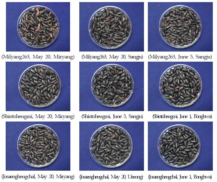 Fig. 9. Seed color variation of black pigmented rice varieties as affected by cultivation regions and transplanting date in 2011.