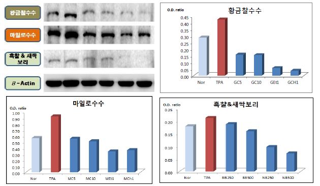 그림 25. Western blot assay(iNOS 발현)